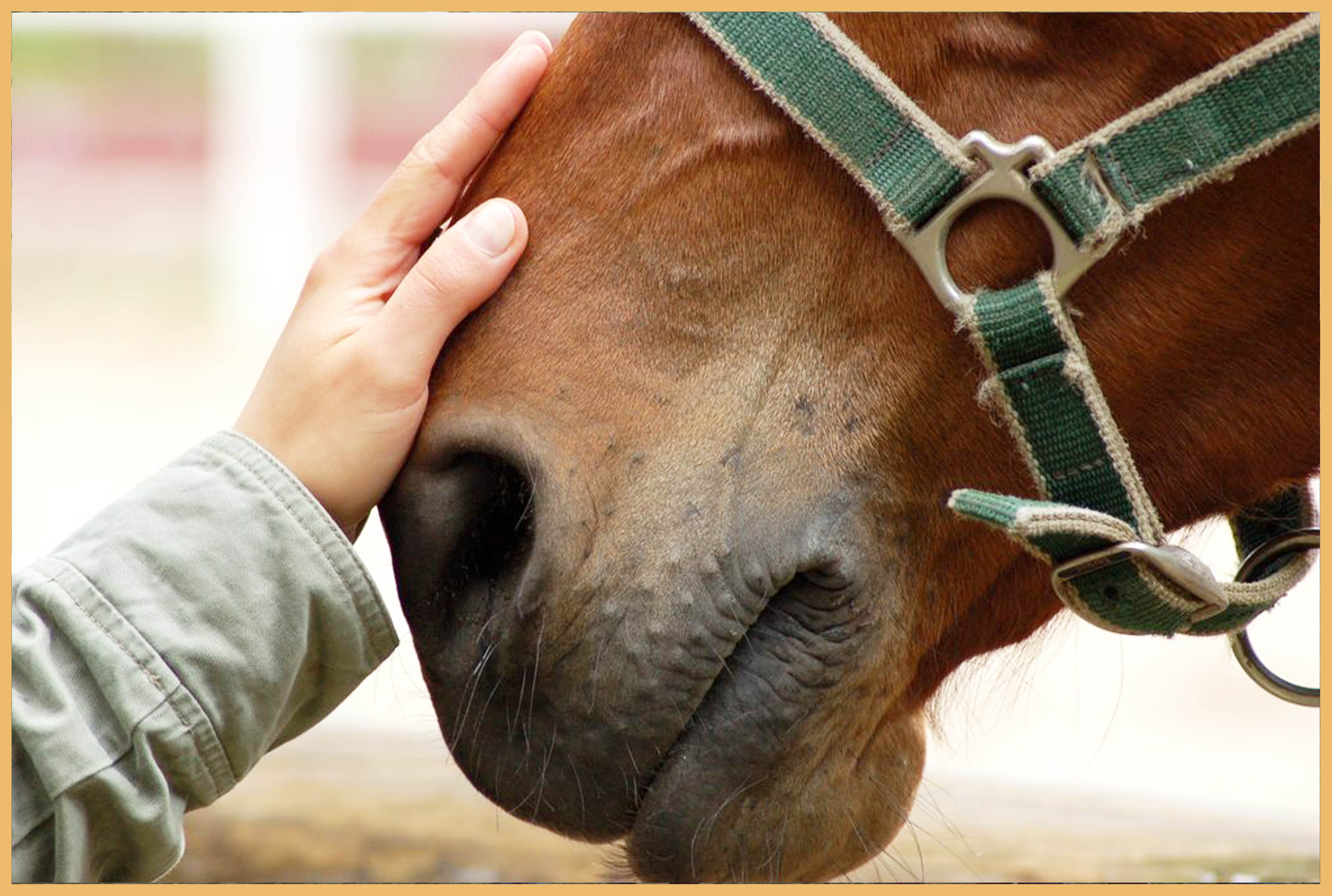 Horse care. Общение с лошадьми. Морда лошади. Гладит лошадь. Лошадь друг человека.